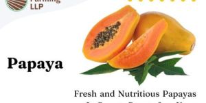 Fresh Papaya