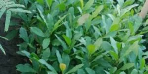 Cashew Nut Plants