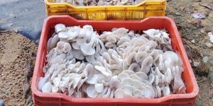 Fresh Oyster Mushroom