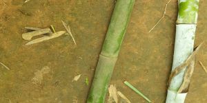 a Grade Green Bamboo