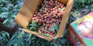 Fresh Litchi
