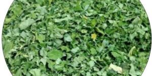 Shade Dried Organic Moringa Leaves