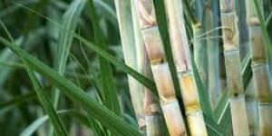 Fresh Sugarcane