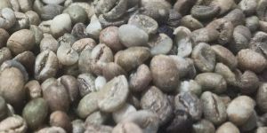 Arabica Coffee Beans