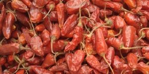 Assam Dry Red Chilli