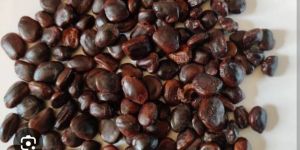 Tamarind Seed