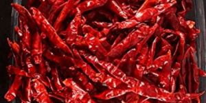 5531 Sygenta Dry Red Chilli