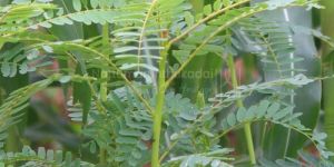 Agathi / Vegetable Hummingbird Powder