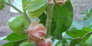 Amukura / Winter Cherry / Indian Ginseng Powder