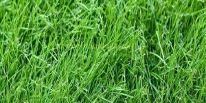BERMUDA GRASS POWDER