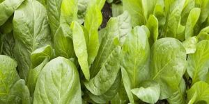Chicory Leaves Powder