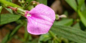 Orithal Thamarai Spade Flower Powder