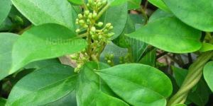 Sirukurinjan / Cowplant Powder