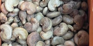 Raw Cashew Nuts