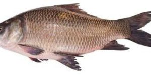 Catla Fish
