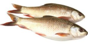 Rohu Fish