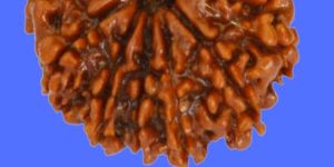 11 Face Rudraksha Eleven Mukhi Rudraksha