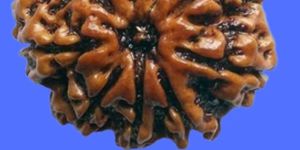 9 FACE RUDRAKSHA ( Nine Mukhi Rudraksha )