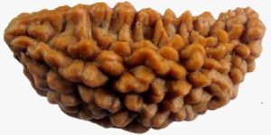 ONE FACE RUDRAKSHA ( Ek Mukhi Rudraksha )