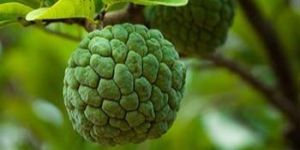 Custard Apple