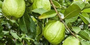 Taiwan Guava