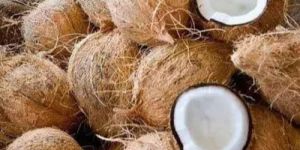 DRY Semi Husked Coconut