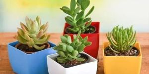 Artificial & Live Succulent Plants