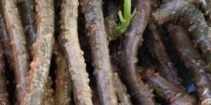 Tinospora Cordifolia