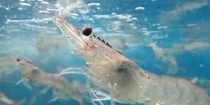 Aqua Probiotics Supplement