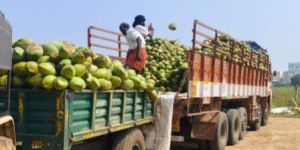 Tender Green Coconut