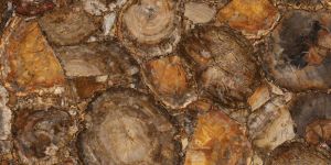 Petrified Wood Closeup Semi Precious Stone Slabs