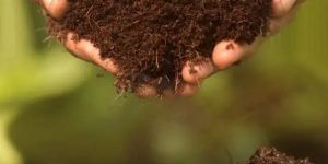 Cocopeat