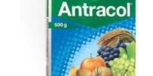 Bayer Antracol Fungicide