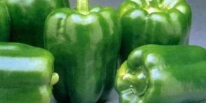 Fresh Green Capsicum