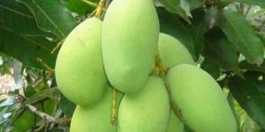 Fresh Green Mango