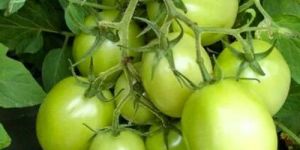 Fresh Green Tomato