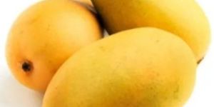 Fresh Neelam Mango
