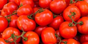 Fresh Red Tomato
