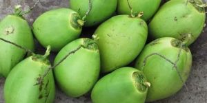 Green Tender Coconut