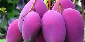Purple Miyazaki Mango