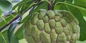 Thai Custard Apple Plants