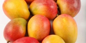 Pusa Shareshta Mango Plant