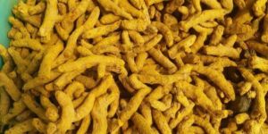 Dried Turmeric Finger