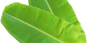 Banana Leaf