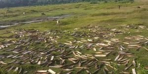 Areca Leaf Raw Material