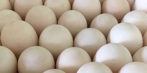 Duck Eggs