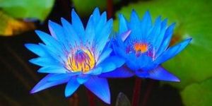 Blue Lotus