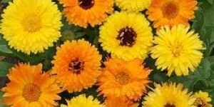 Calendula Flowers