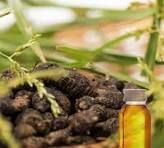 Nagarmotha Essential Oil