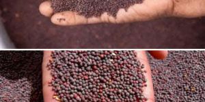 Black Mustard Seeds